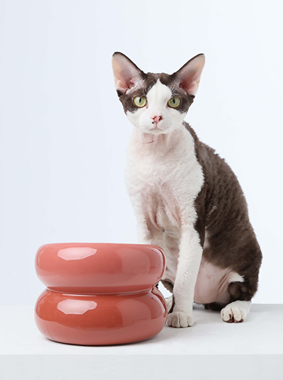 Gamelle Soufflé pour animaux de compagnie - Rose poudré