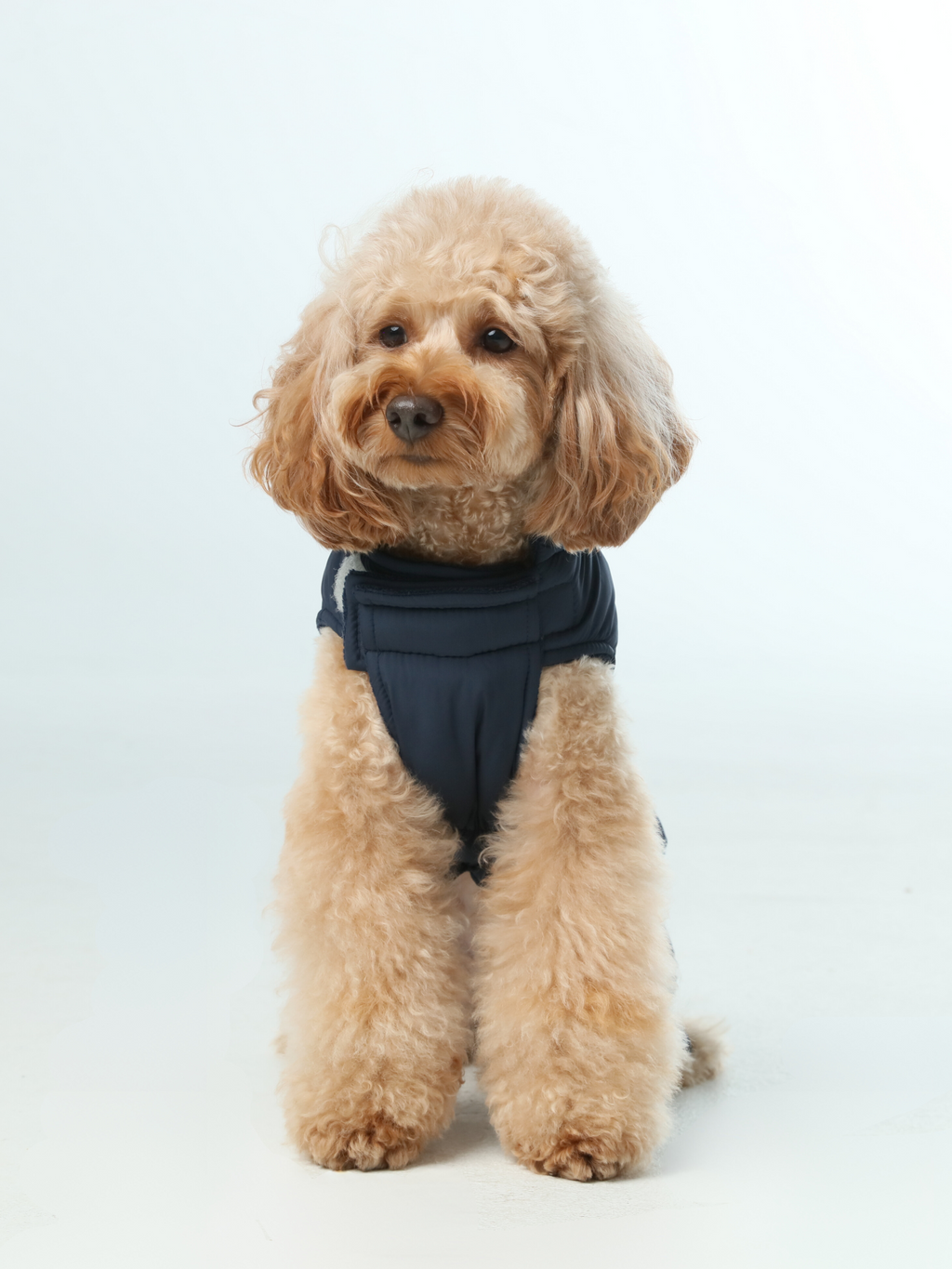 Gilet réversible pour chien - Bleu