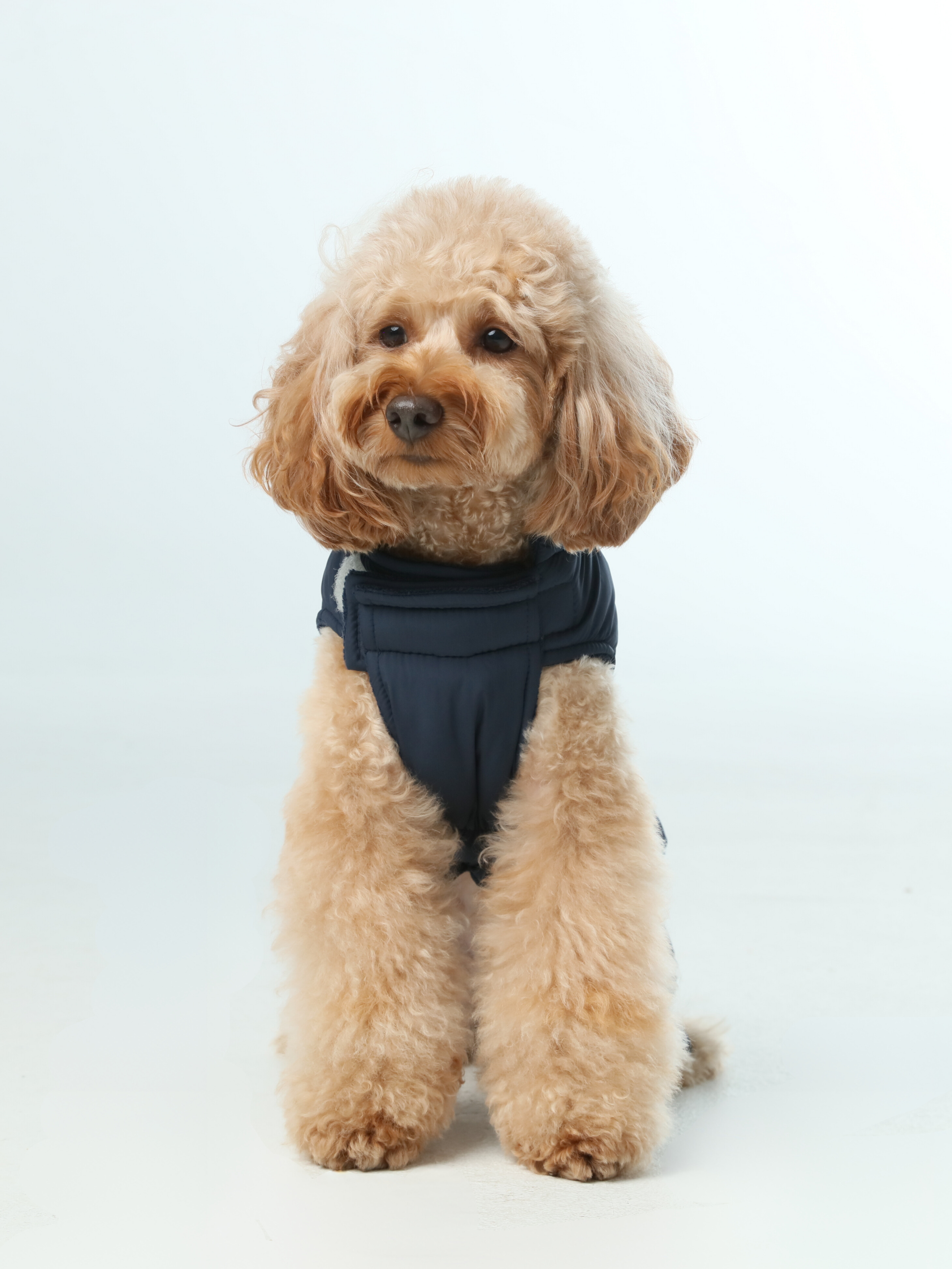 Gilet réversible pour chien - Bleu