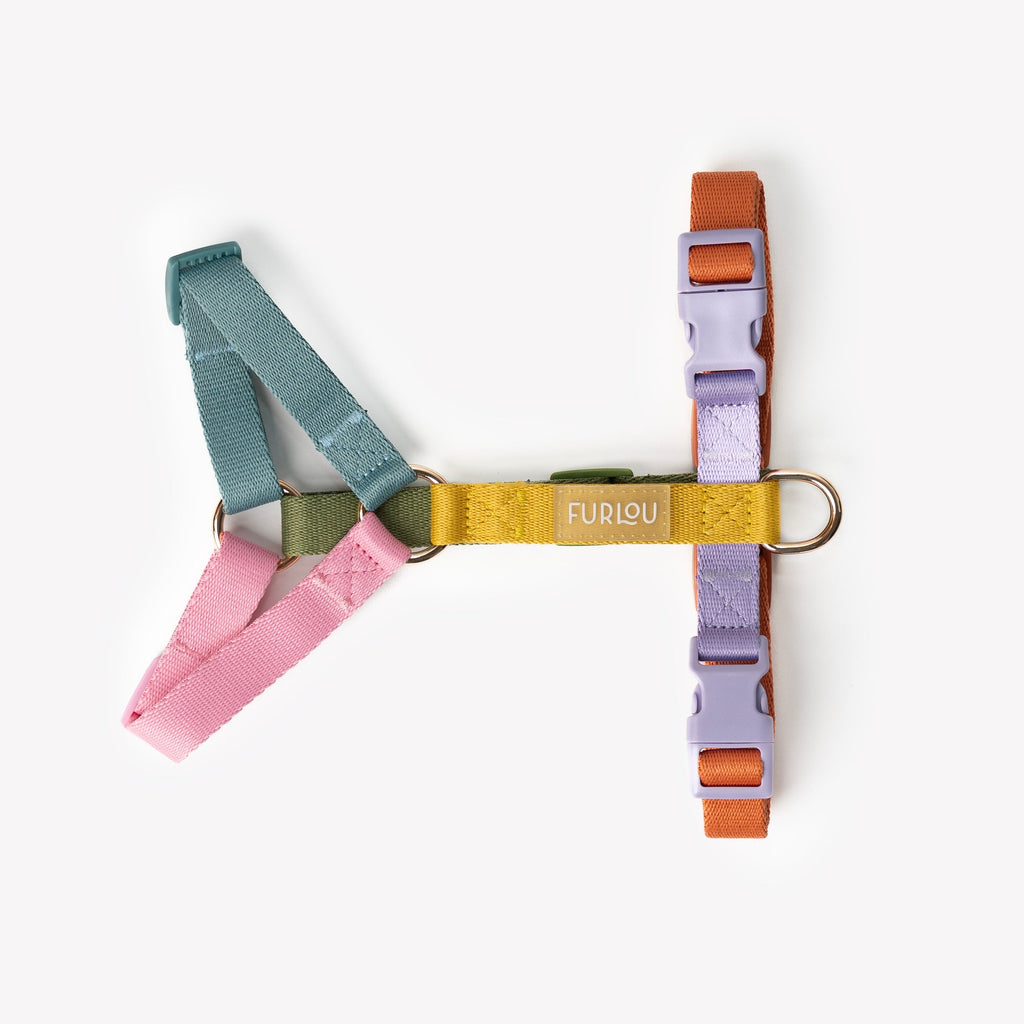 Rainbow - Harnais pour chien