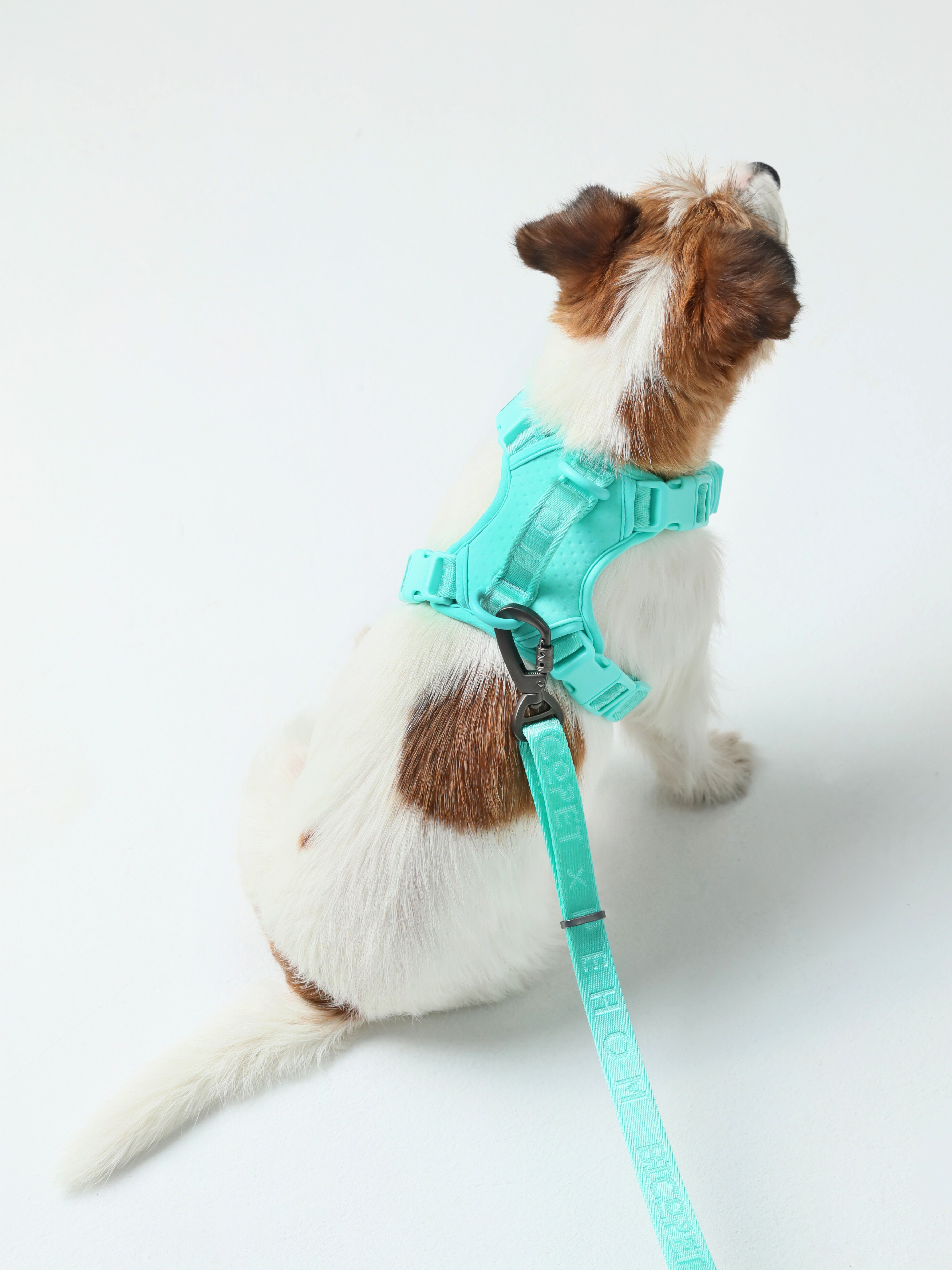 HARNAIS POUR ANIMAUX ANTI-TRACTION - VERT MENTHE