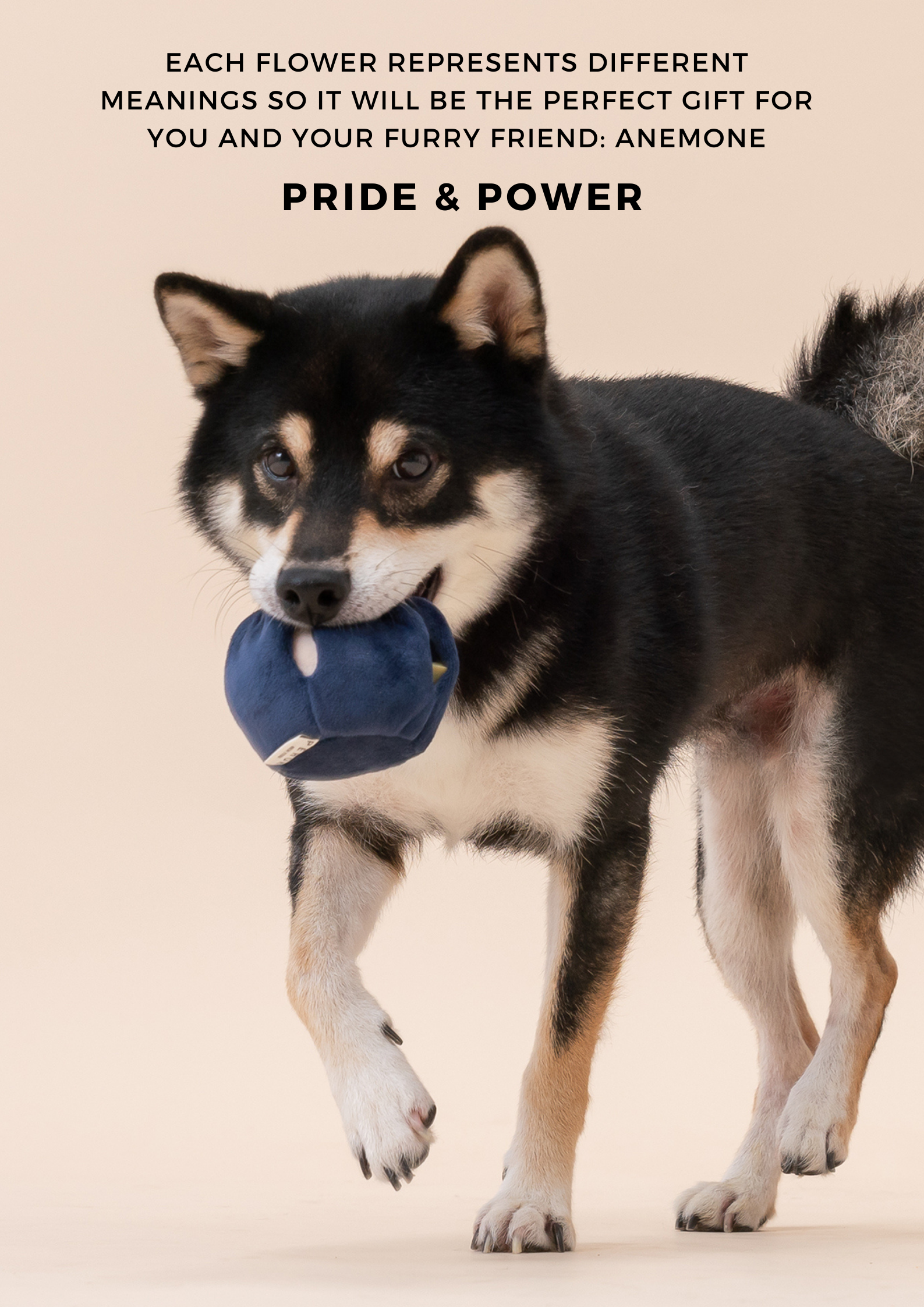 PARADISE PET TOY - Anémone