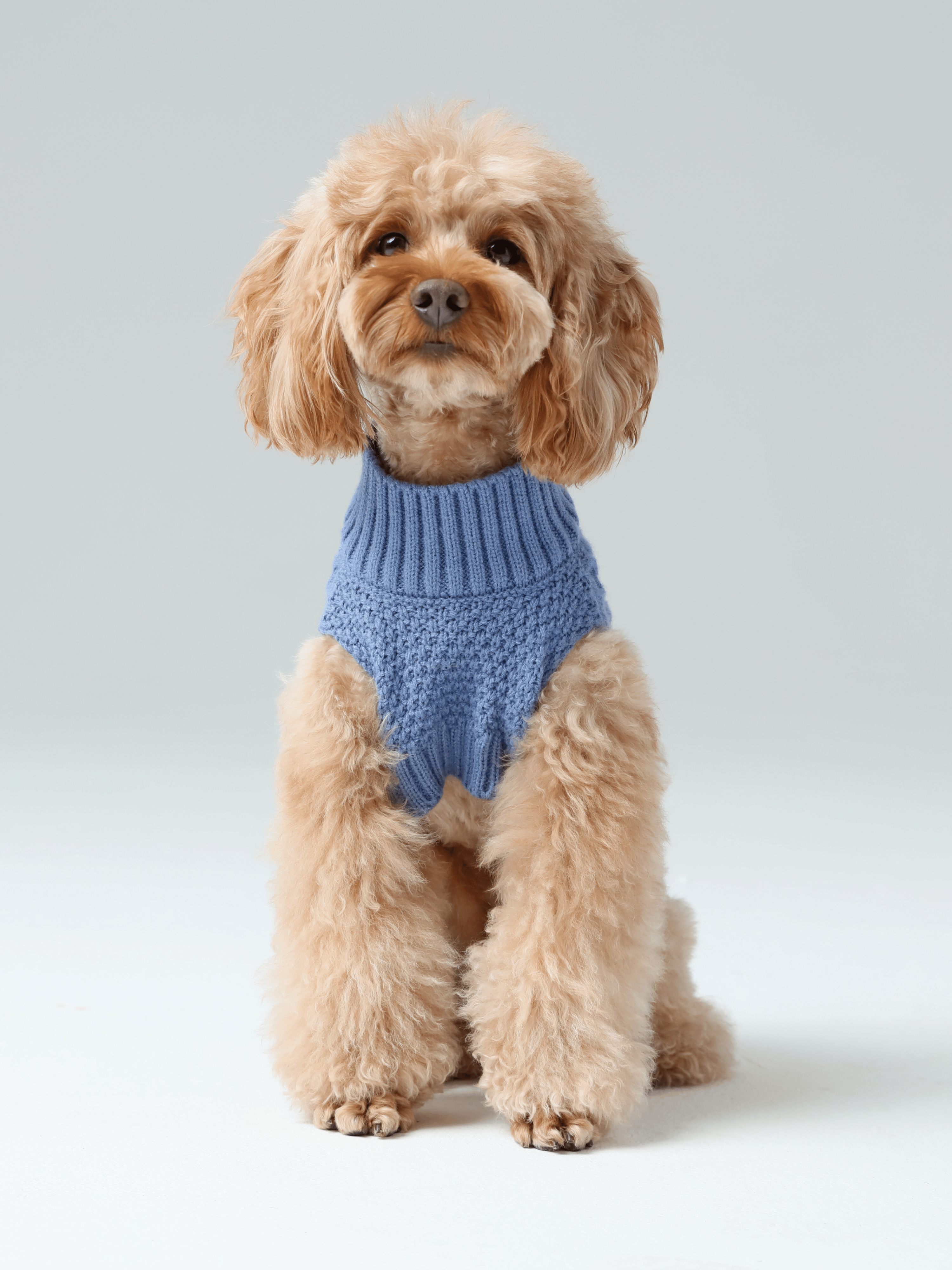 Gilet pour animaux de compagnie - Bleu glacier