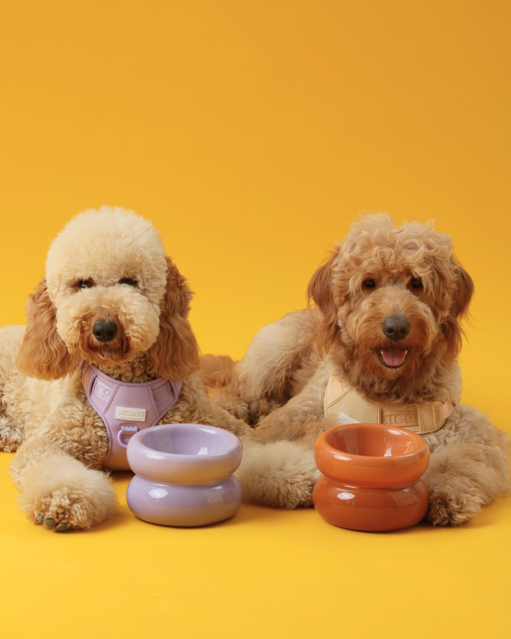 Gamelle Soufflée pour Animaux de Compagnie - Violette