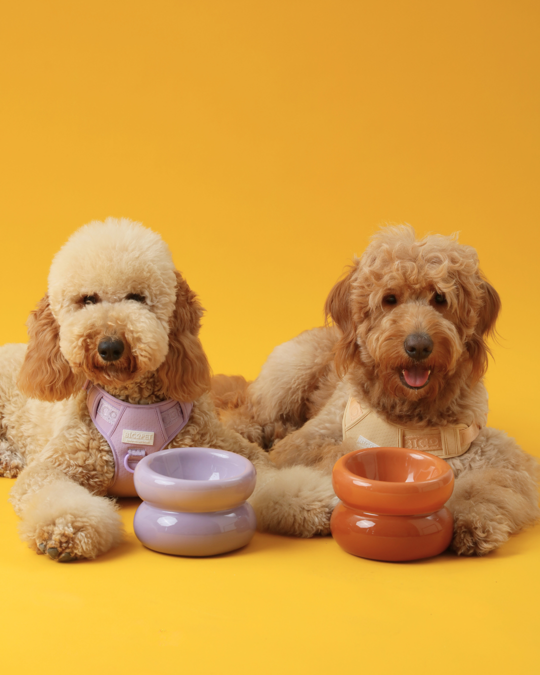 Gamelle Soufflée pour Animaux de Compagnie - Violette
