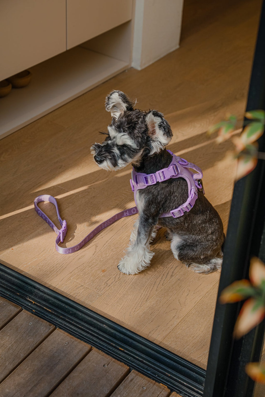HARNAIS POUR ANIMAUX DE COMPAGNIE ANTI-TRACTION - VIOLET MENTHE