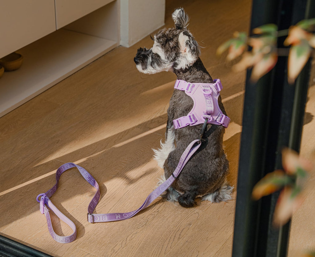 LAISSE REMBOURRÉE ACTIVE POUR ANIMAUX DE COMPAGNIE - VIOLET MENTHE