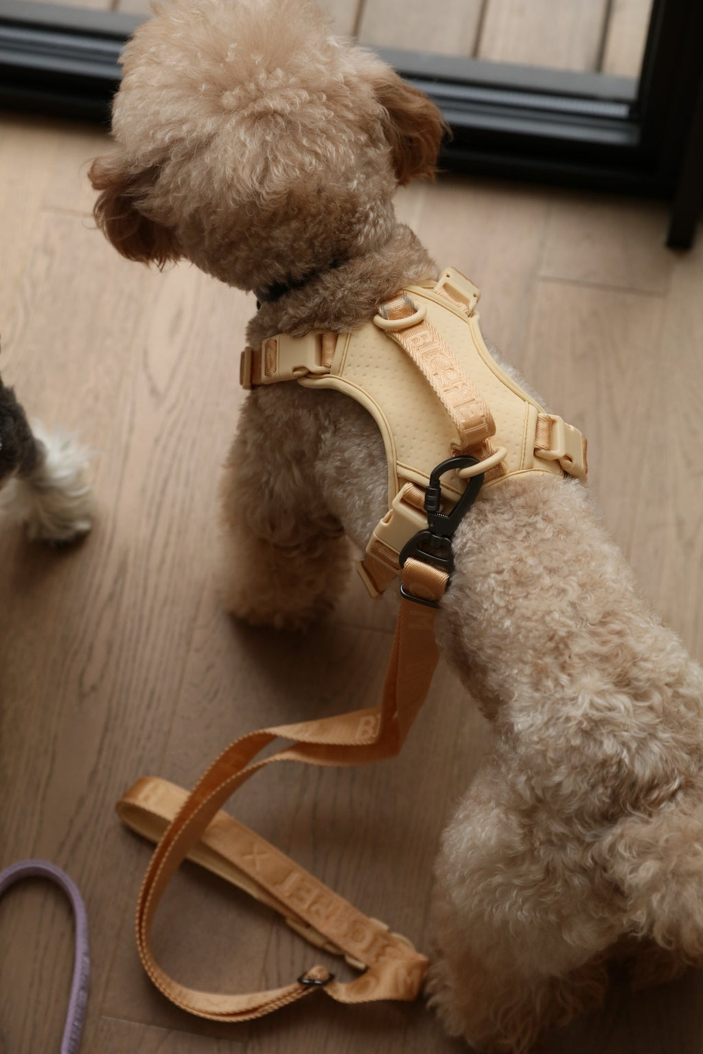 HARNAIS ANTI-TRACTION ACTIF POUR ANIMAL DE COMPAGNIE - ABRICOT