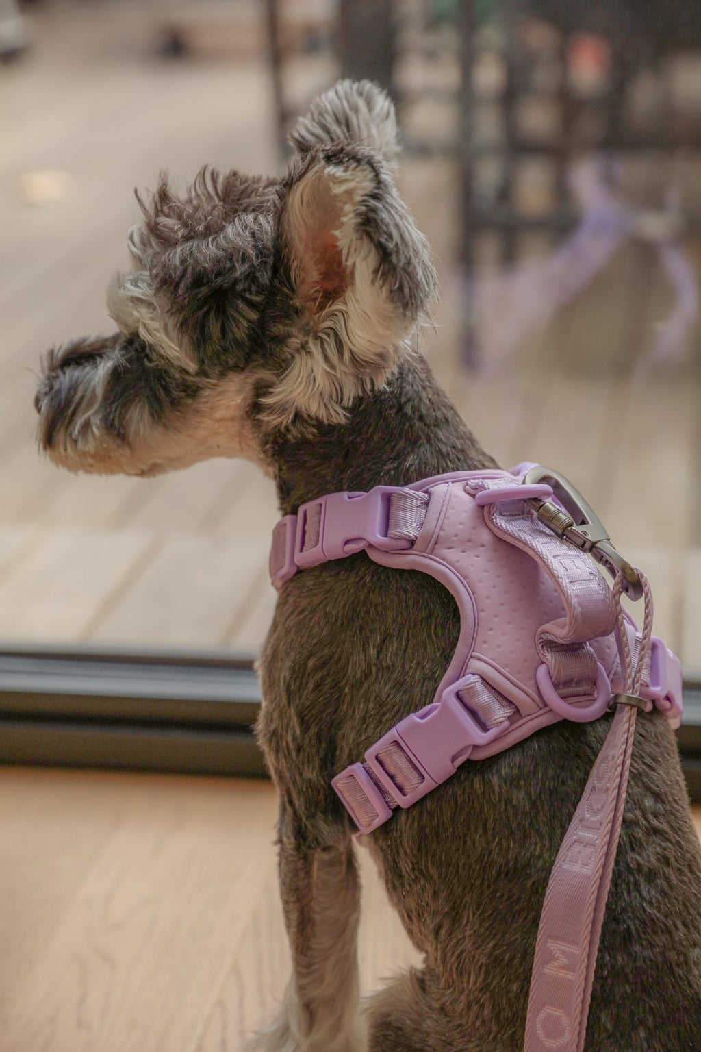 HARNAIS POUR ANIMAUX DE COMPAGNIE ANTI-TRACTION - VIOLET MENTHE