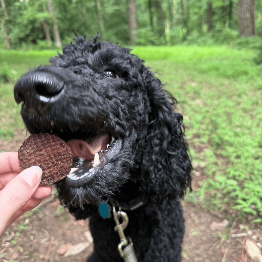 Friandises pour chiens aux copeaux de bœuf | Friandises saines à ingrédient unique pour chiens