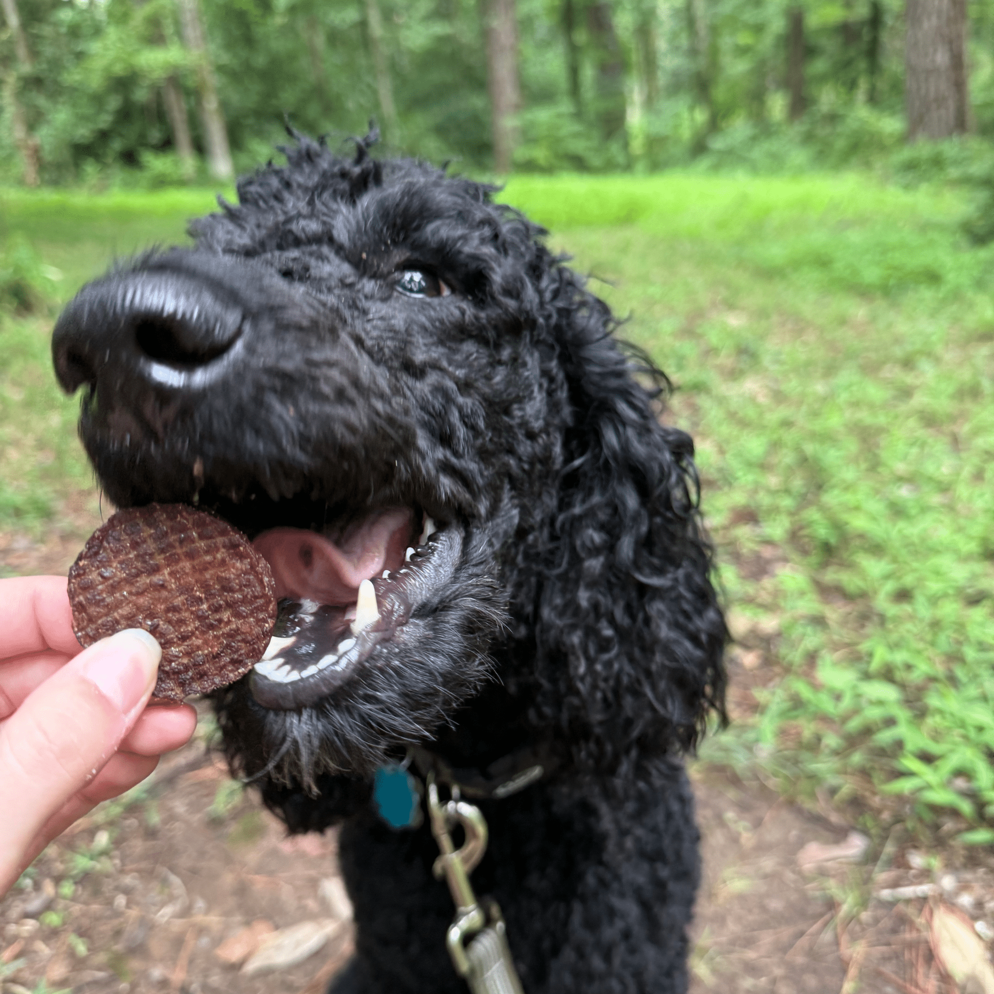 Beef Chips Dog Treats | Single-Ingredient Healthy Treats for Dogs