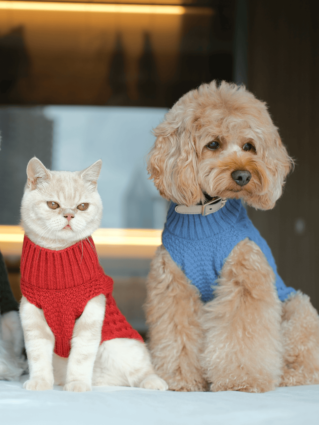 Gilet pour animaux de compagnie - Bleu glacier