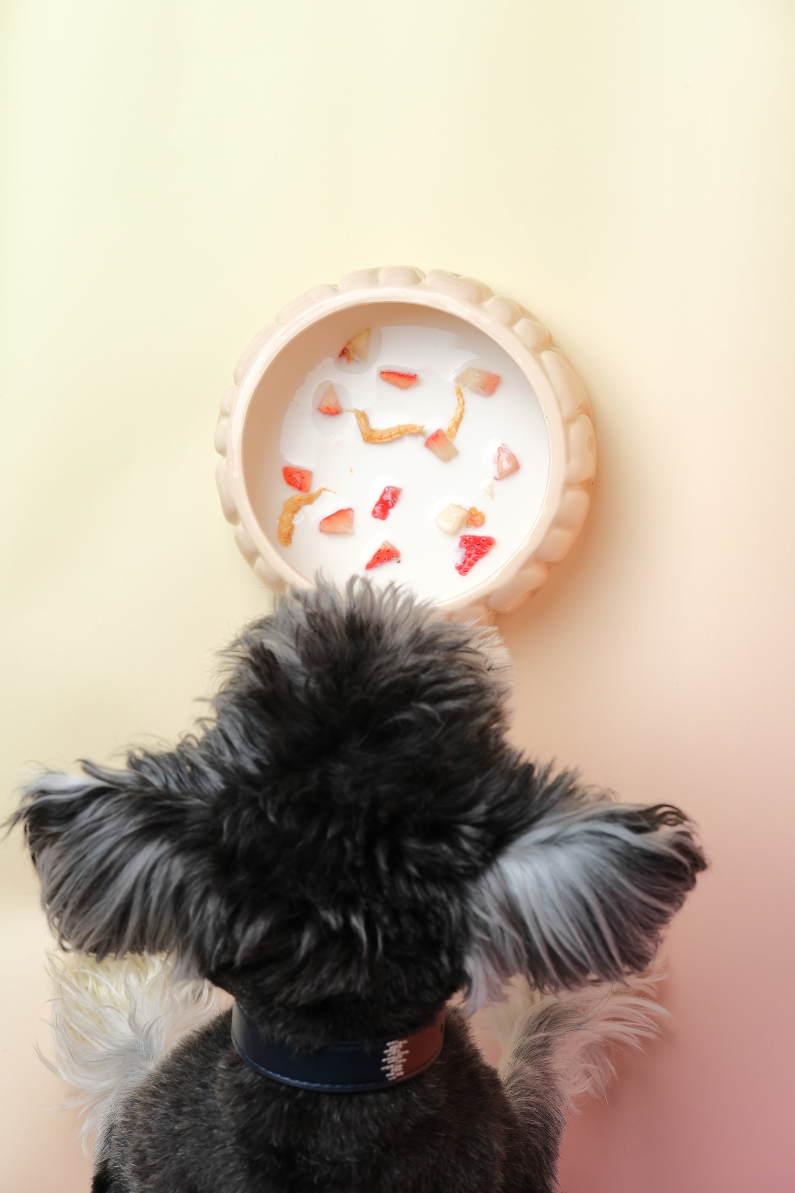 Bol pour animaux Puff - Caramel dégradé