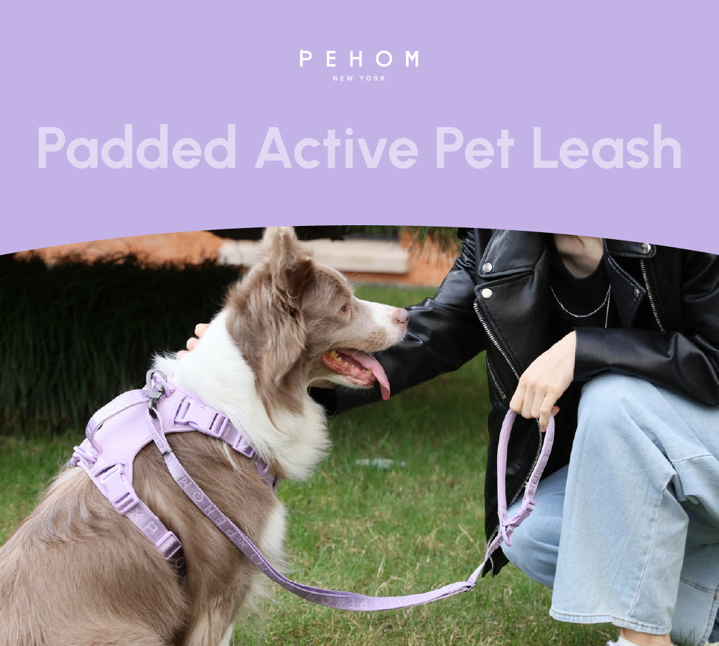 LAISSE REMBOURRÉE ACTIVE POUR ANIMAUX DE COMPAGNIE - VIOLET MENTHE