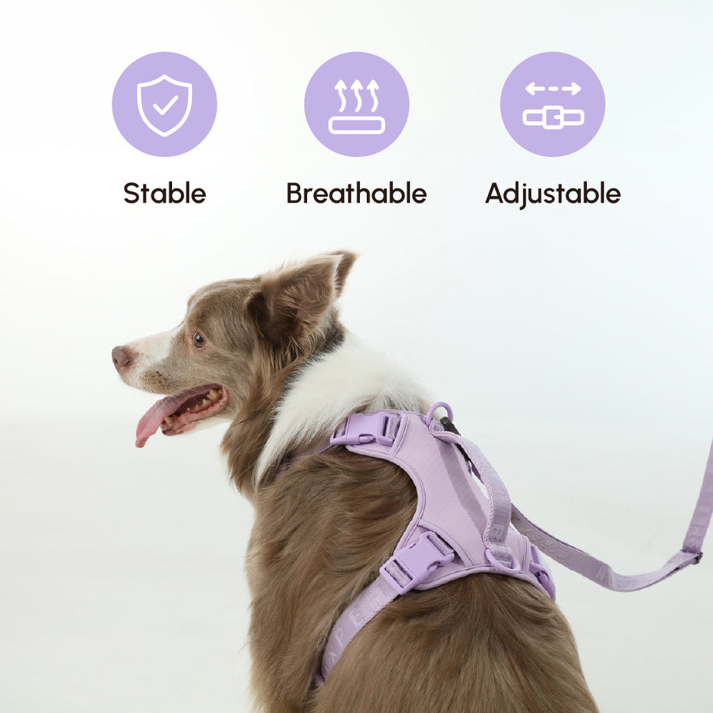 LAISSE REMBOURRÉE ACTIVE POUR ANIMAUX DE COMPAGNIE - VIOLET MENTHE