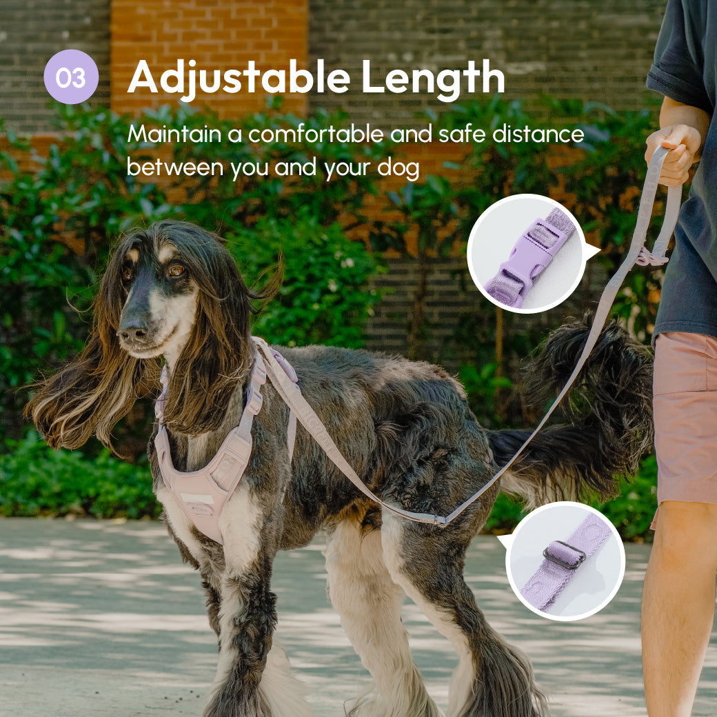 LAISSE REMBOURRÉE ACTIVE POUR ANIMAUX DE COMPAGNIE - VIOLET MENTHE