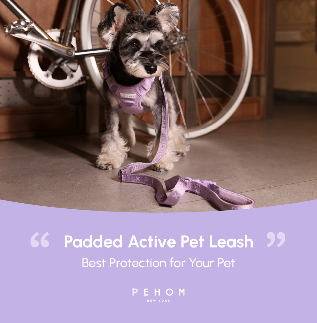 LAISSE REMBOURRÉE ACTIVE POUR ANIMAUX DE COMPAGNIE - VIOLET MENTHE