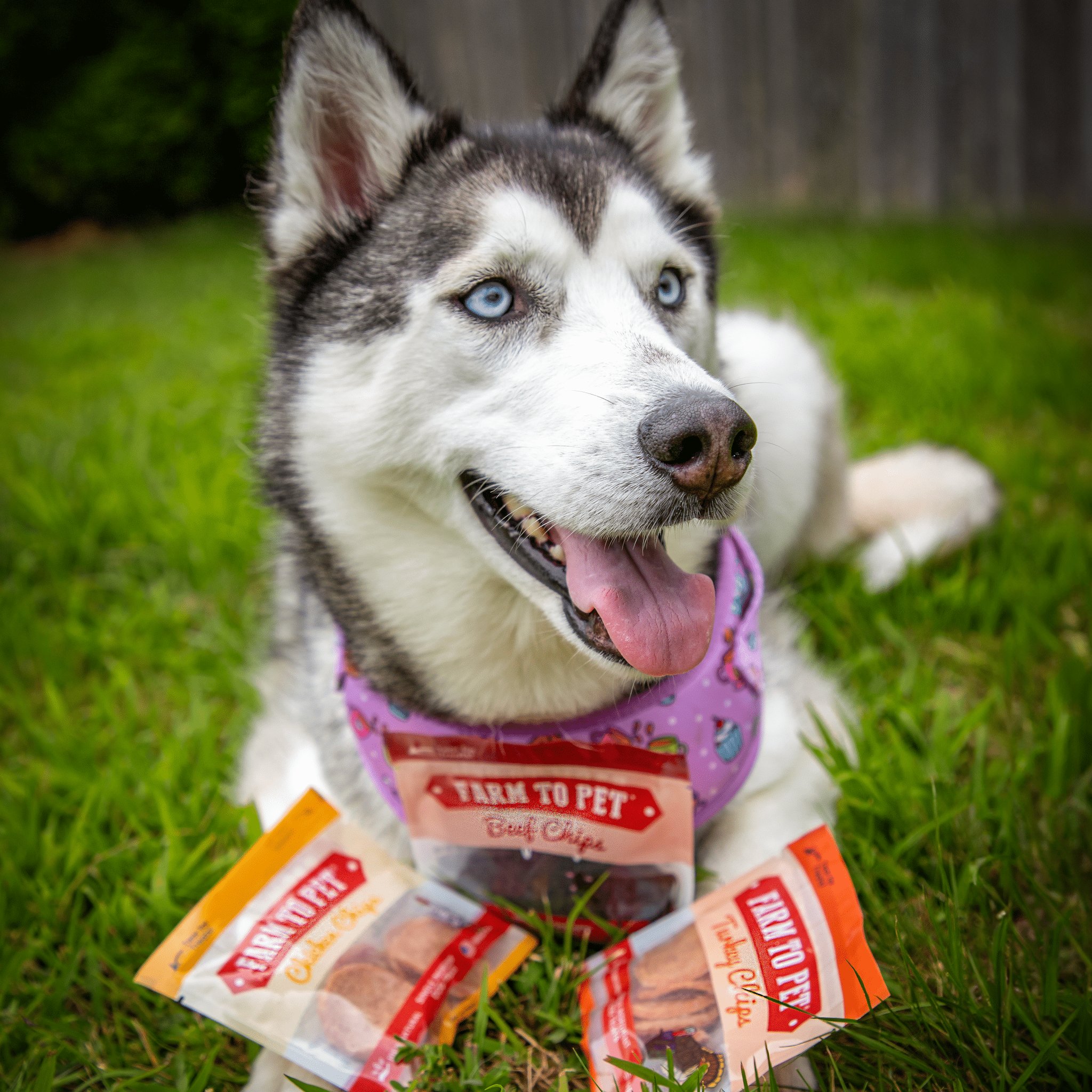 Assortiment de friandises pour chiens Snack Pack