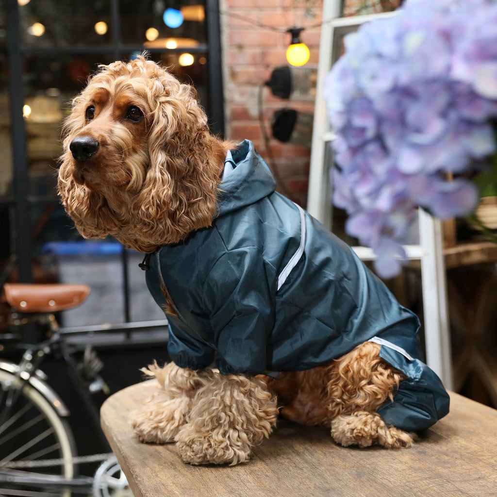 Veste imperméable à capuche intégrale ultralégère pour chien - Bleu