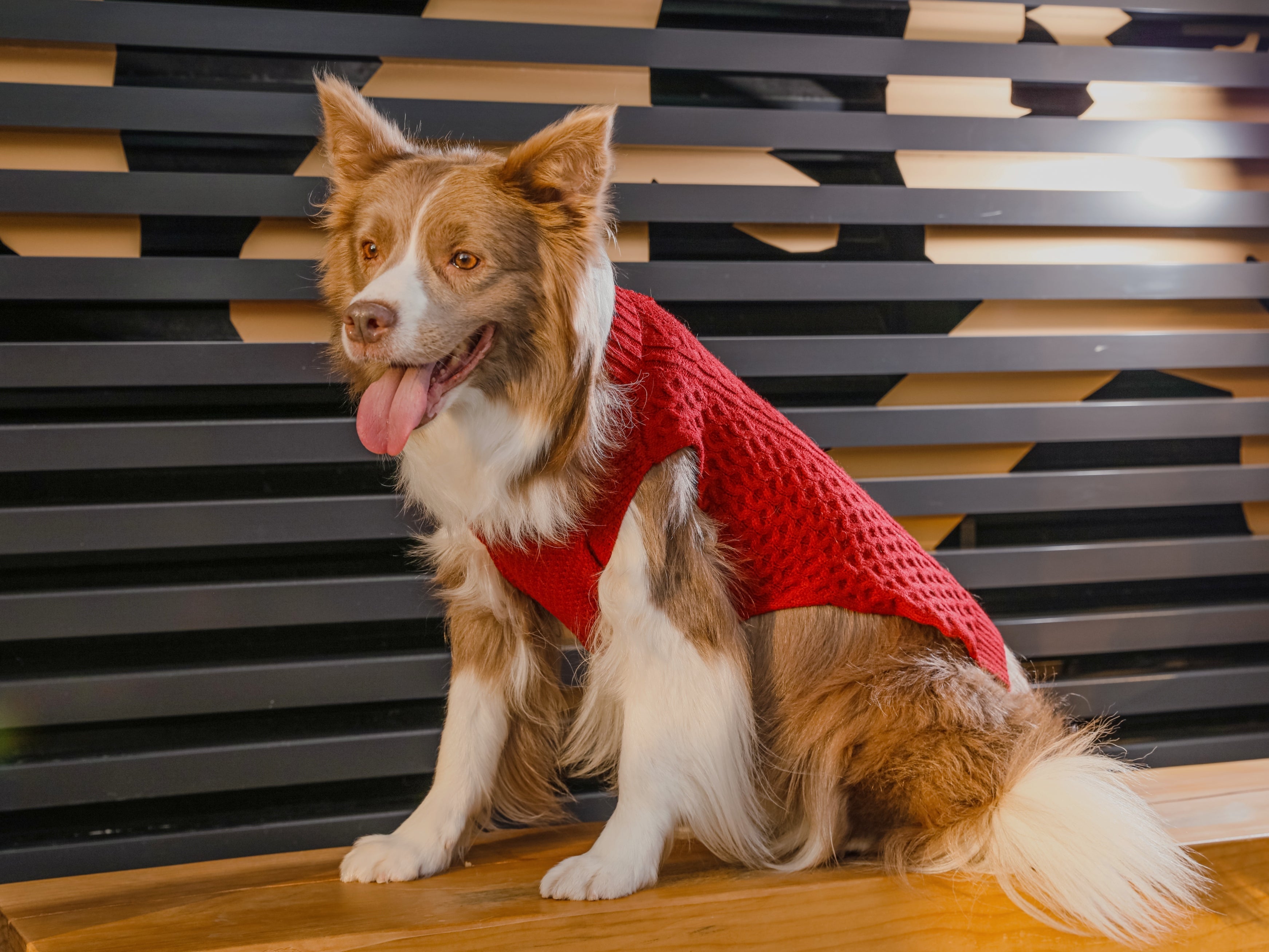 Gilet de chandail pour animaux de compagnie - Rouge