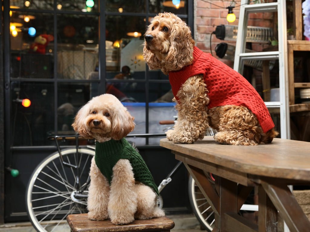 Gilet pull pour animaux de compagnie - Vert
