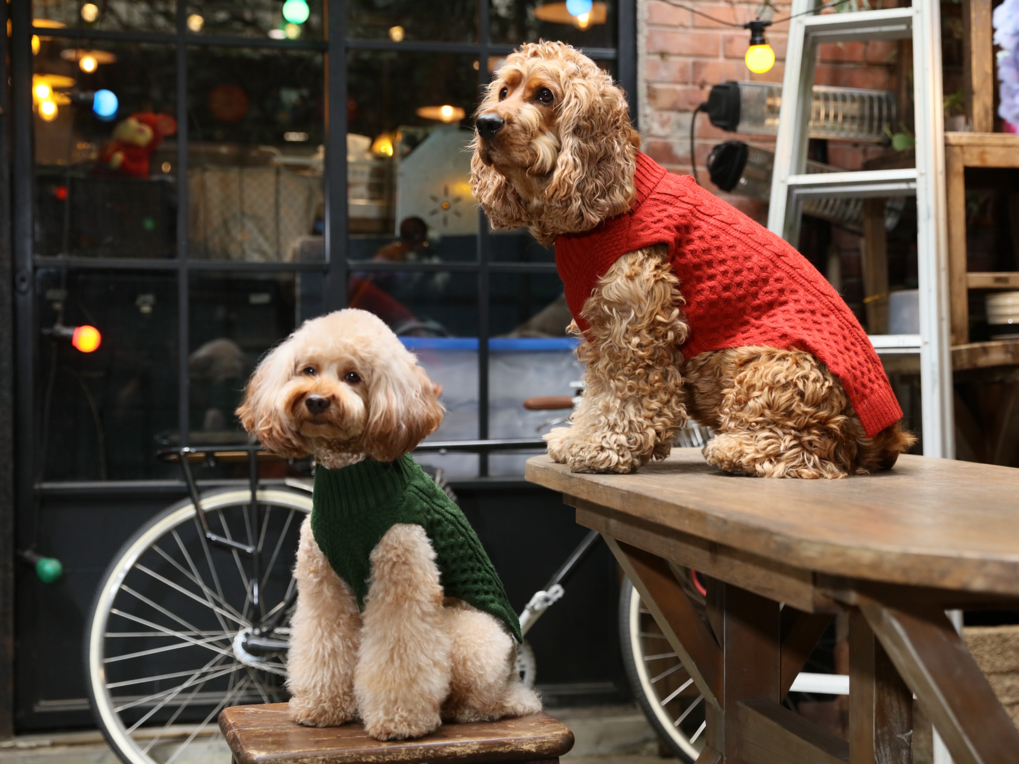 Gilet pull pour animaux de compagnie - Vert