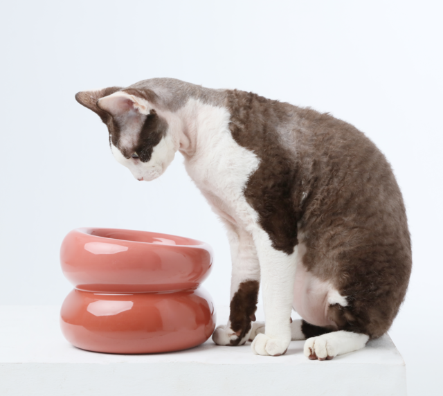 Gamelle Soufflé pour animaux de compagnie - Rose poudré