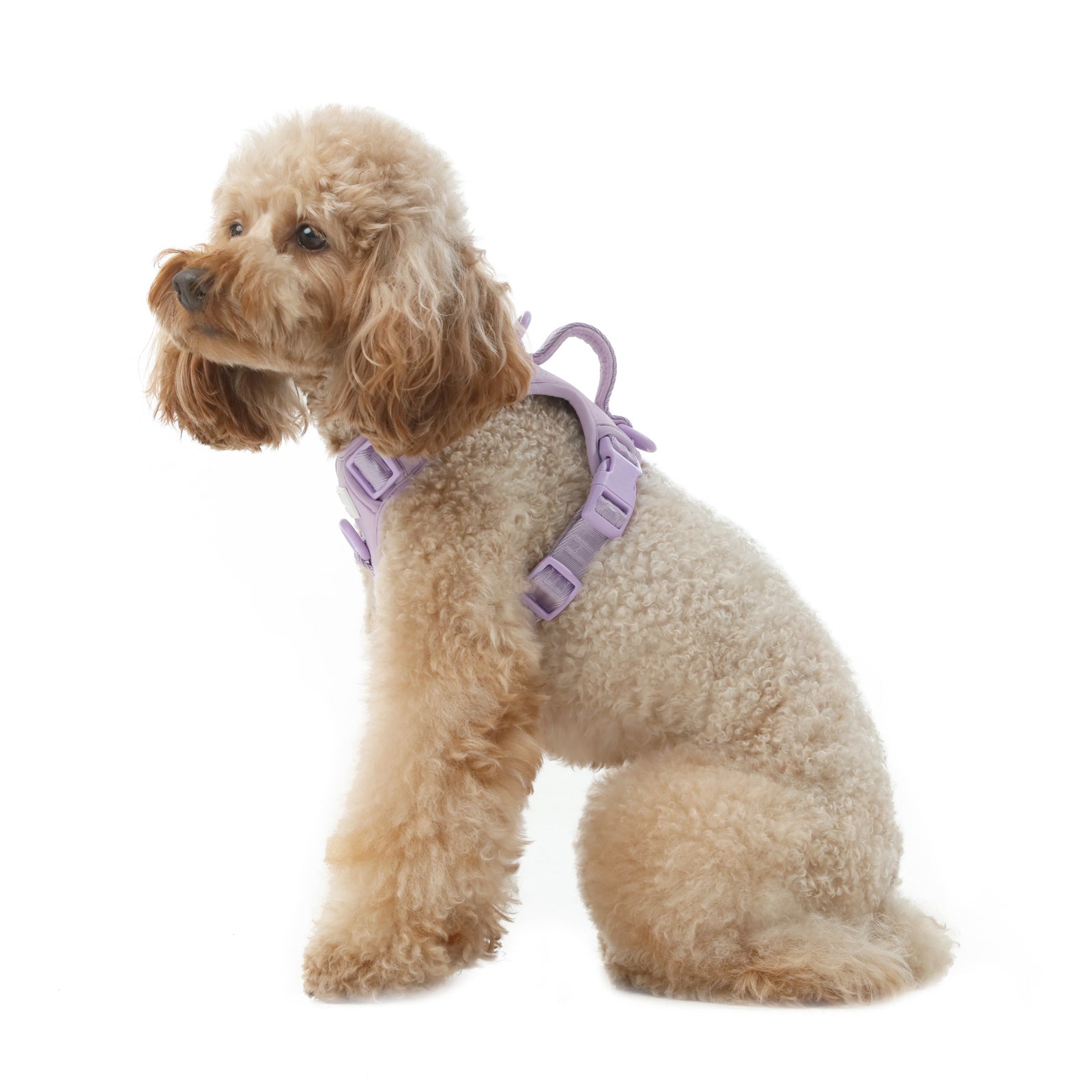 HARNAIS POUR ANIMAUX DE COMPAGNIE ANTI-TRACTION - VIOLET MENTHE