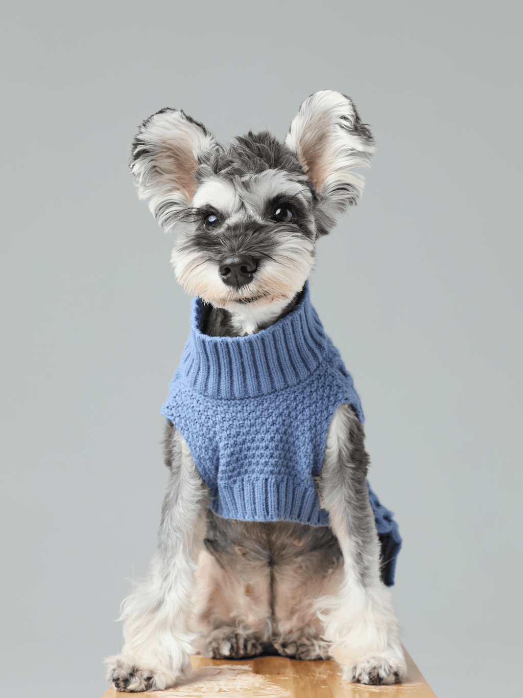 Gilet pour animaux de compagnie - Bleu glacier
