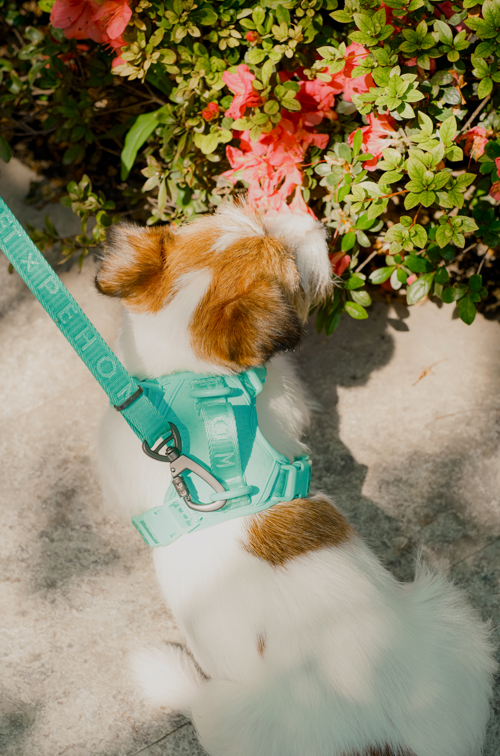 HARNAIS POUR ANIMAUX ANTI-TRACTION - VERT MENTHE