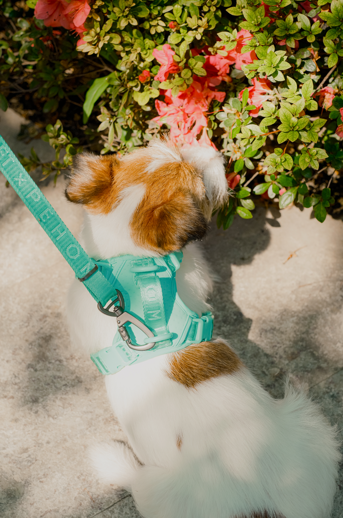 HARNAIS POUR ANIMAUX ANTI-TRACTION - VERT MENTHE