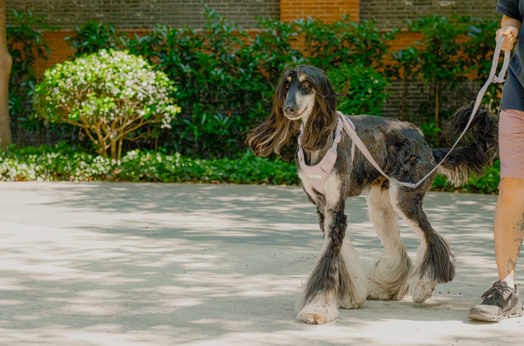 LAISSE REMBOURRÉE ACTIVE POUR ANIMAUX DE COMPAGNIE - VIOLET MENTHE