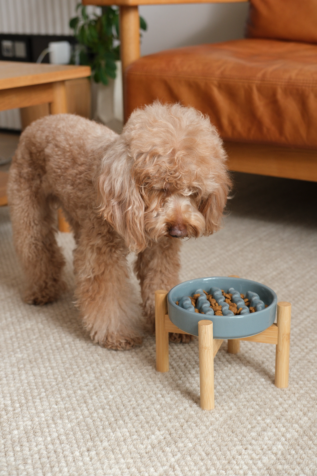 [Macaroni] Gamelles Lente Absorption pour Chien - Jaune / Bleu Glacé / Violet