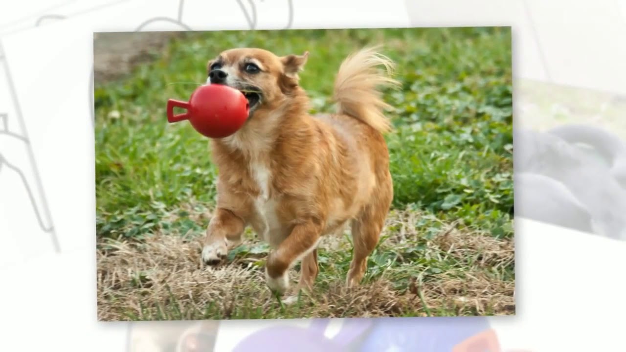 Jouet pour chien Tug-n-Toss - Distributeur de friandises