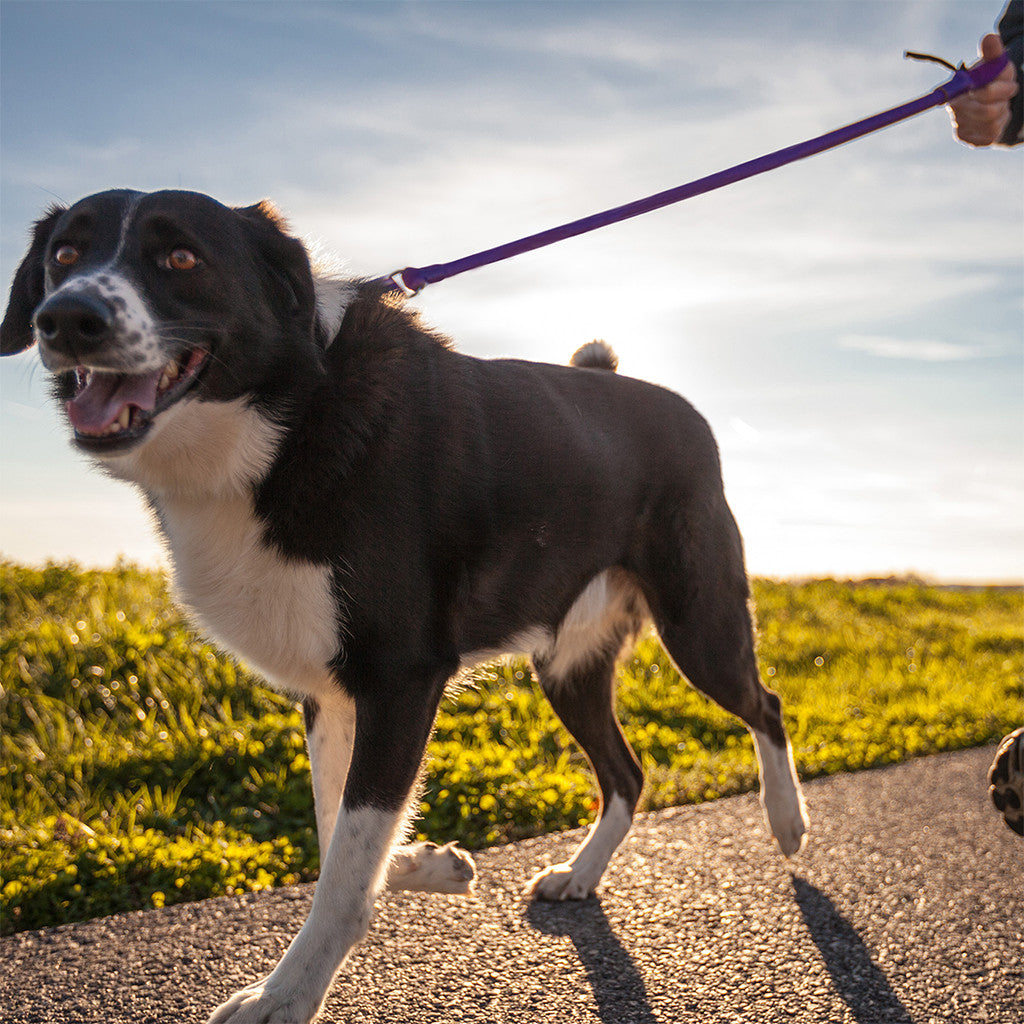 WUNDERleash – La laisse anti-traction originale pour chiens