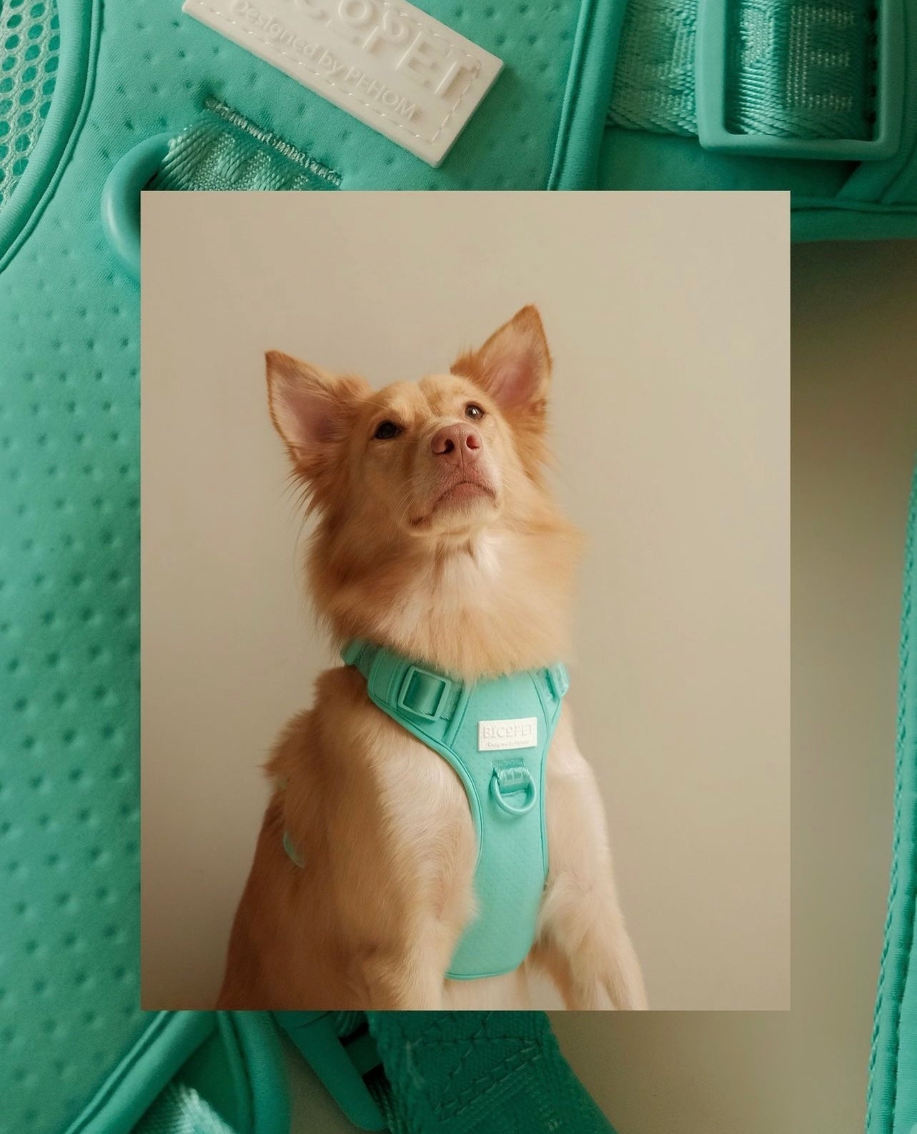 HARNAIS POUR ANIMAUX ANTI-TRACTION - VERT MENTHE