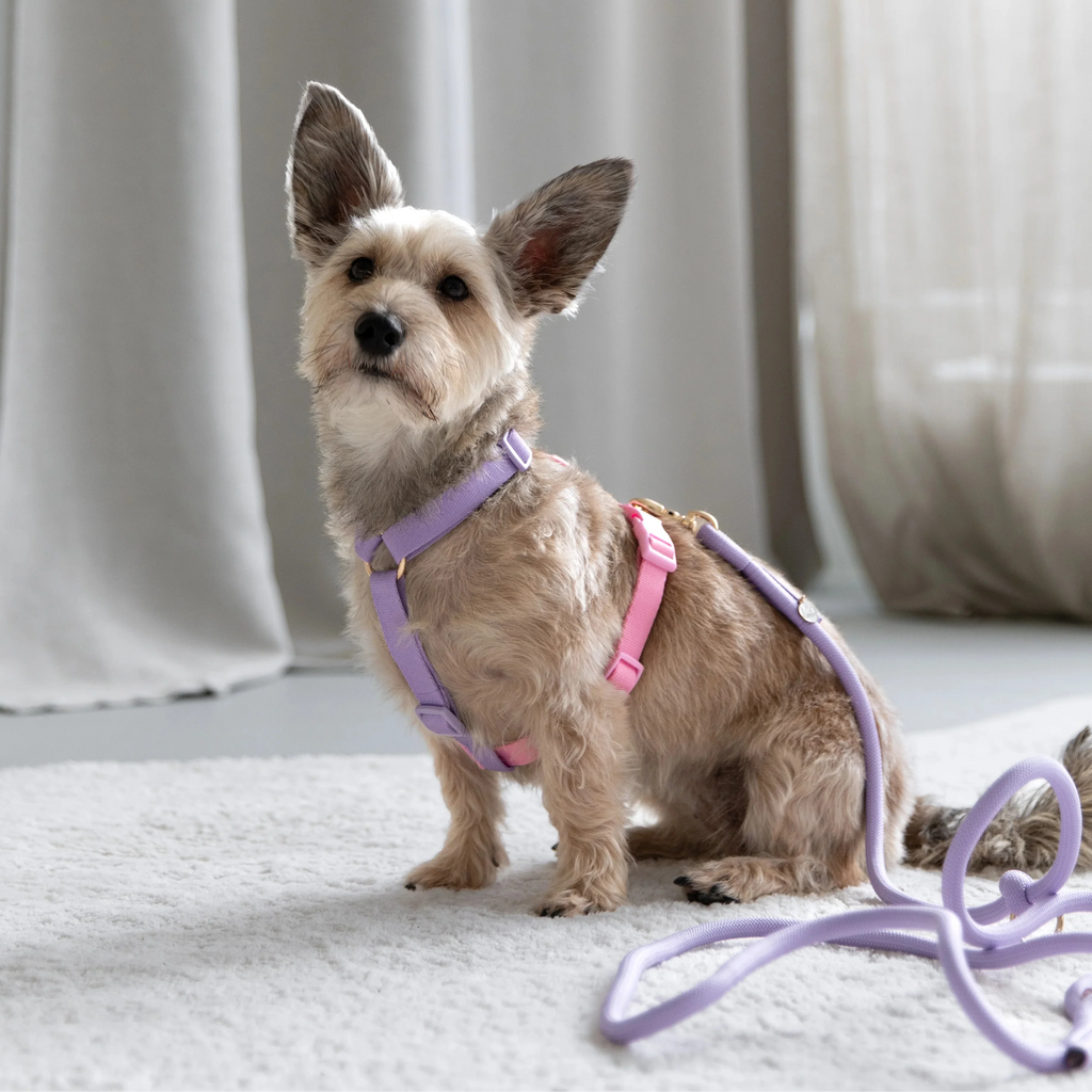Rainbow - Harnais pour chien