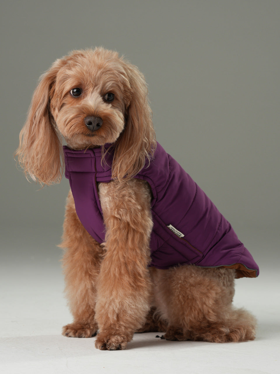 Gilet réversible pour chien - Violet Caramel