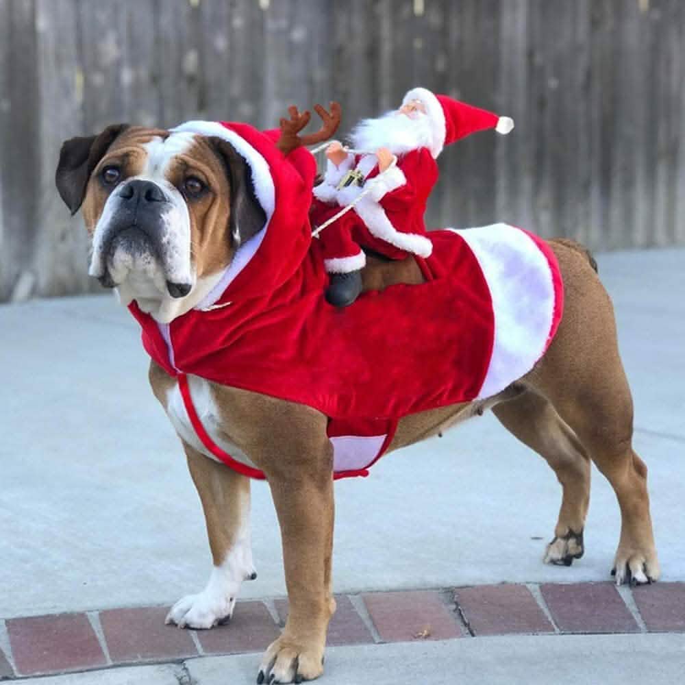 Costume de Noël pour chien