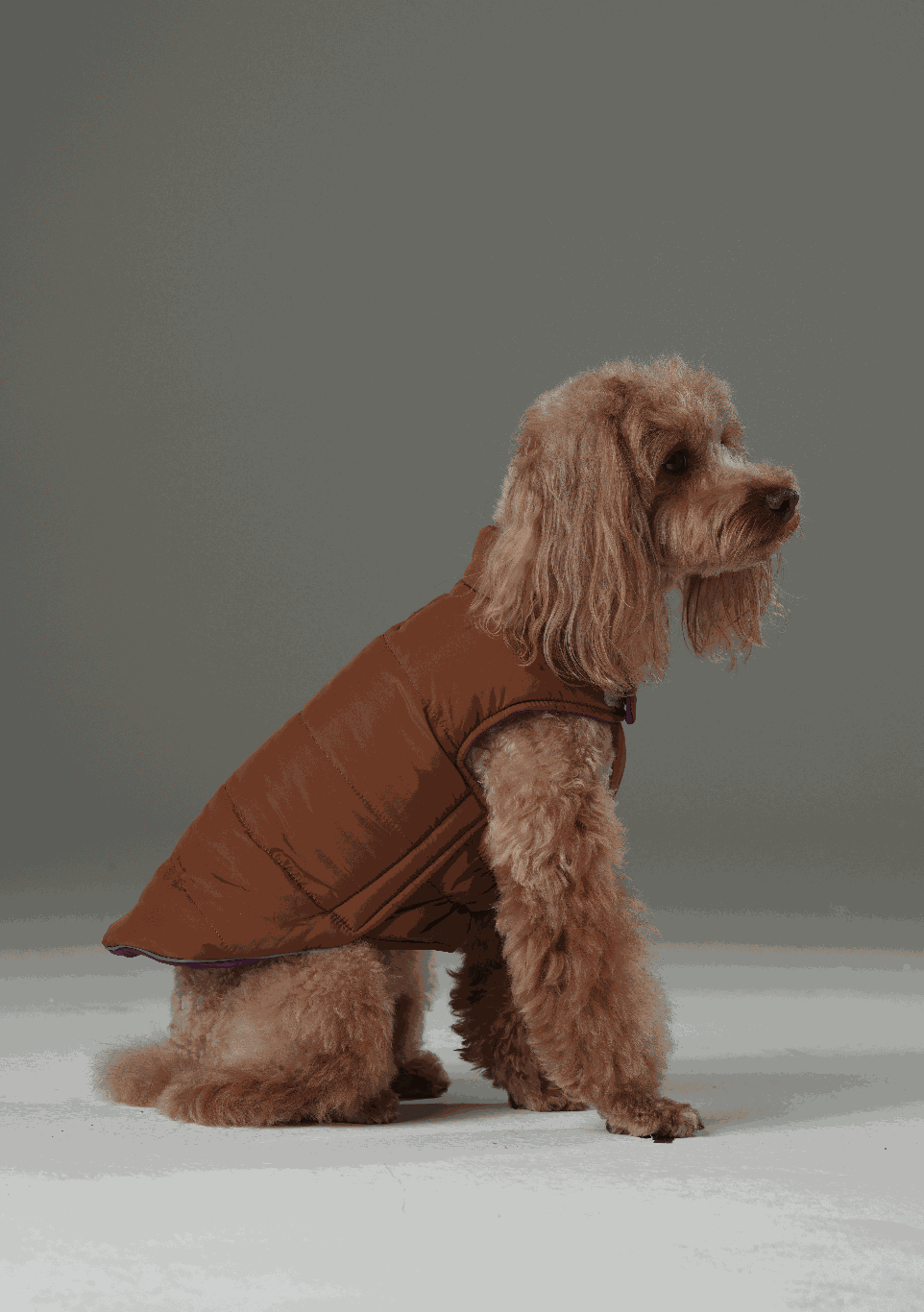 Gilet réversible pour chien - Violet Caramel