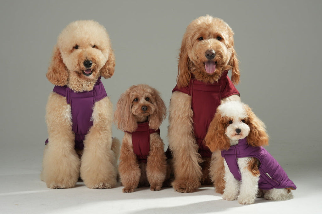 Gilet réversible pour chien - Violet Caramel