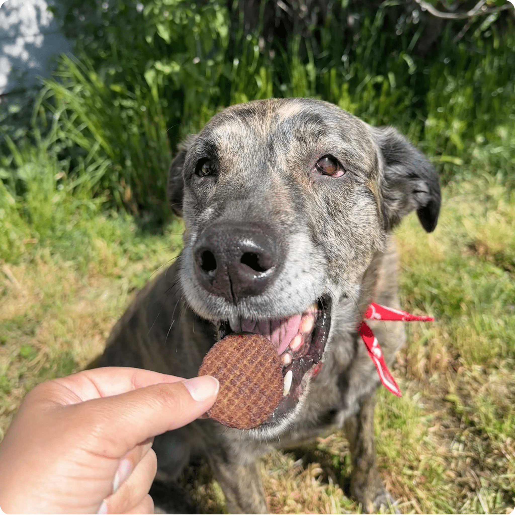 Friandises pour chiens aux copeaux de bœuf | Friandises saines à ingrédient unique pour chiens